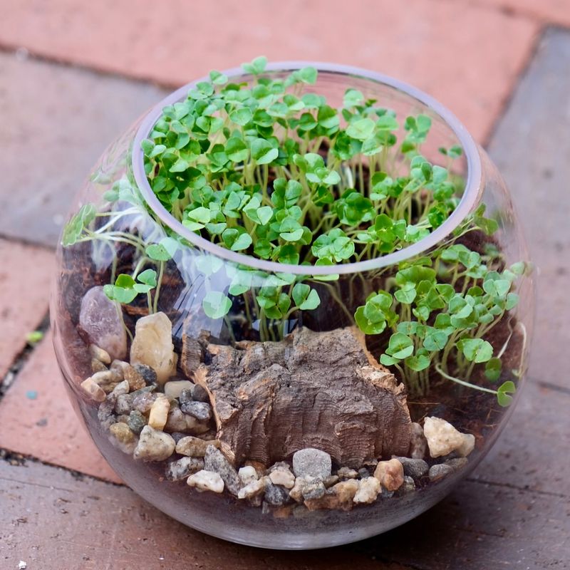 DIY Terrarium Kits