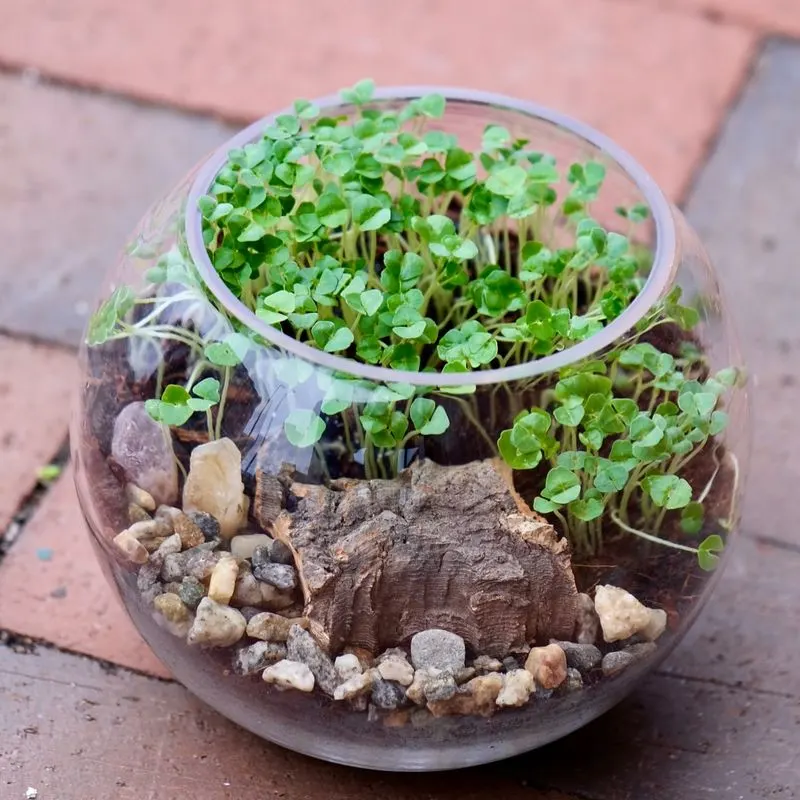 DIY Terrarium Kits