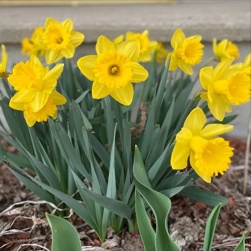 Daffodil (March)