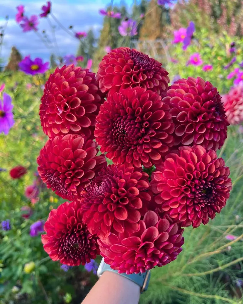 Dahlia