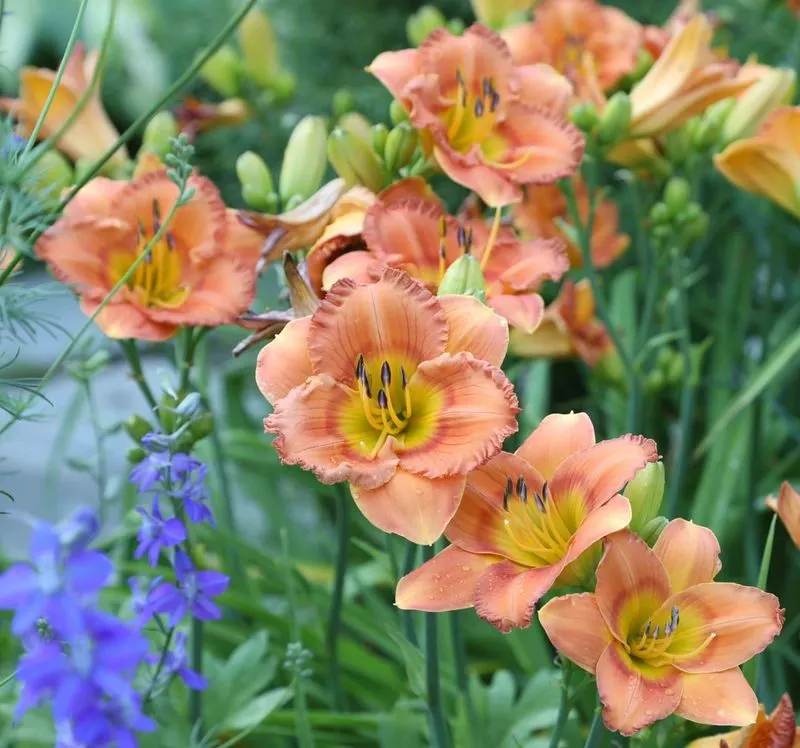 Daylilies