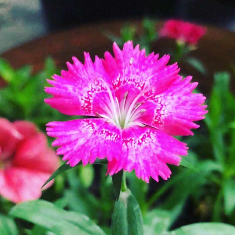 Dianthus Deltoides