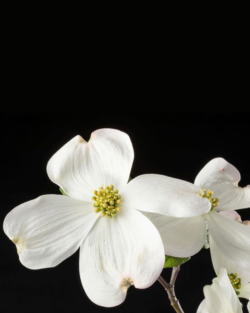 Dogwood