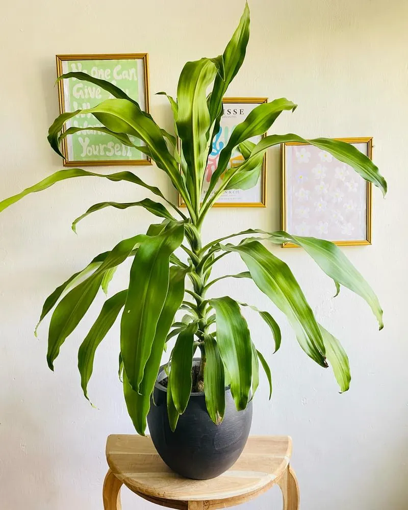 Dracaena