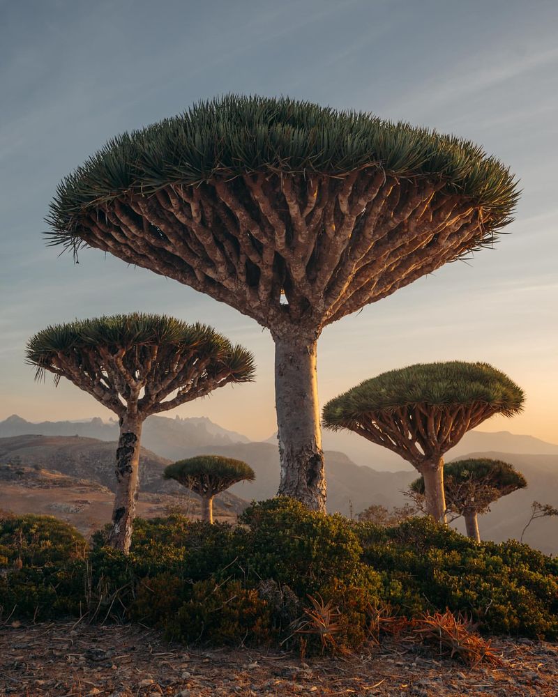 Dragon's Blood Tree