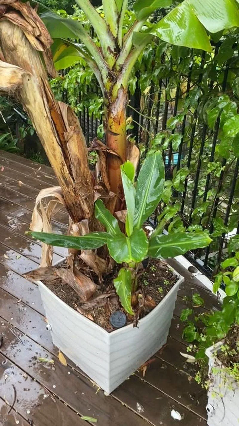 Dwarf Banana Tree