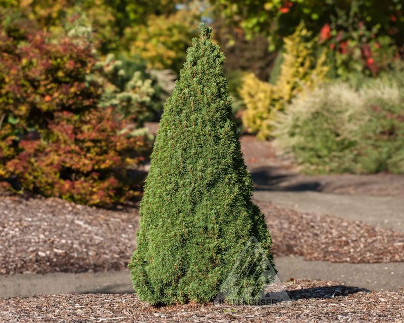 Dwarf Conifers