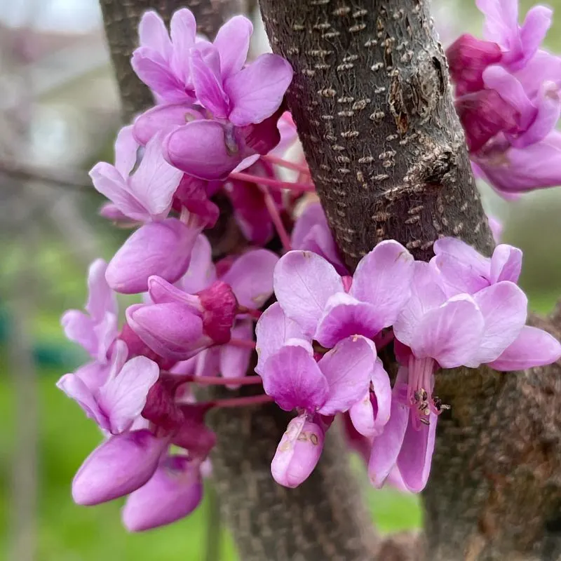 Eastern Redbud (Cercis canadensis)