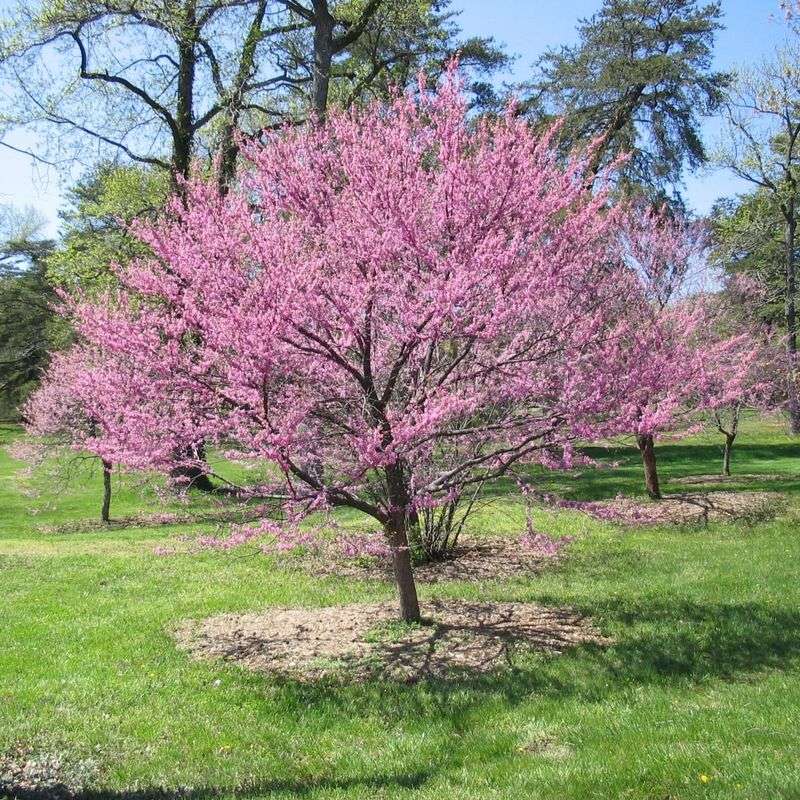 Eastern Redbud