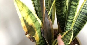 Easy-to-Avoid Mistakes That Could Be Hurting Your Snake Plant