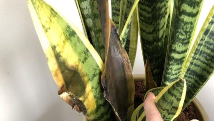 6 Easy-to-Avoid Mistakes That Could Be Hurting Your Snake Plant