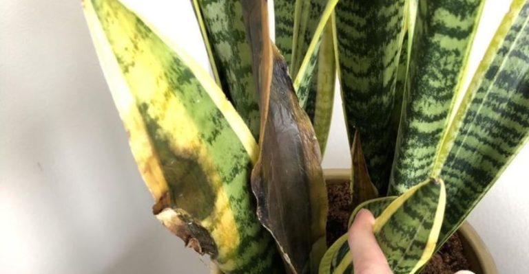 Easy-to-Avoid Mistakes That Could Be Hurting Your Snake Plant