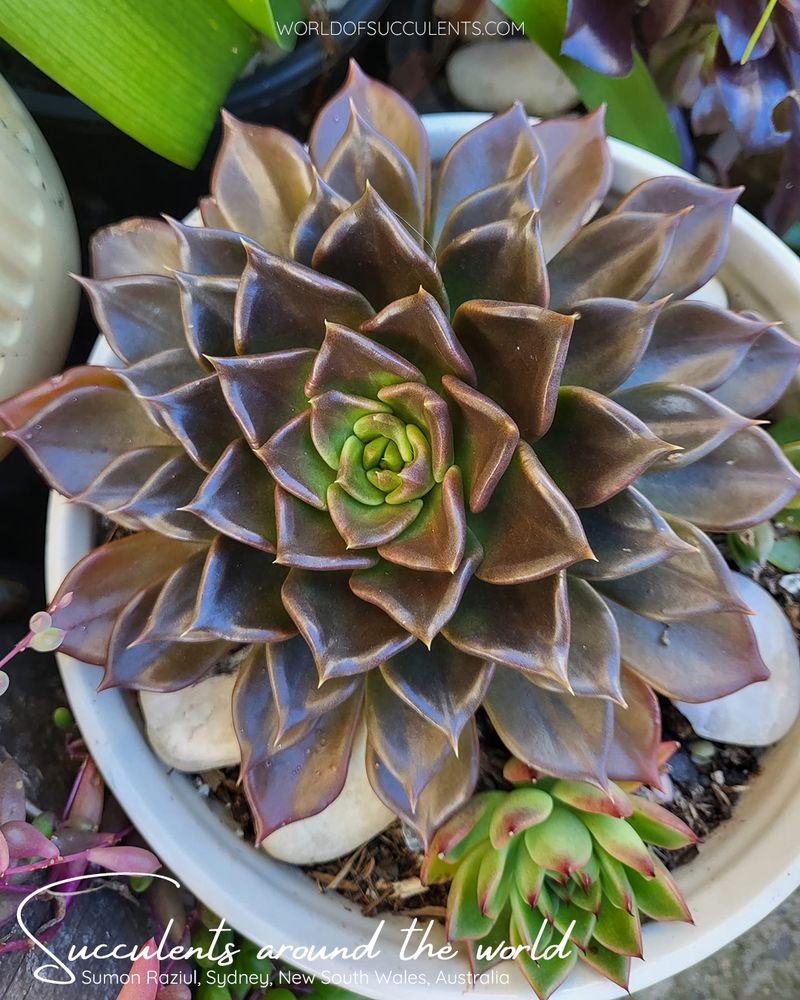 Echeveria 'Black Prince'