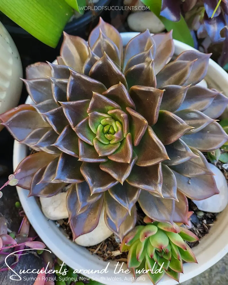 Echeveria 'Black Prince'