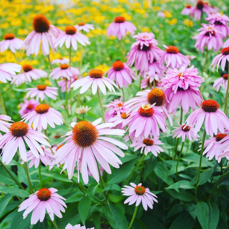 Echinacea (Coneflower)