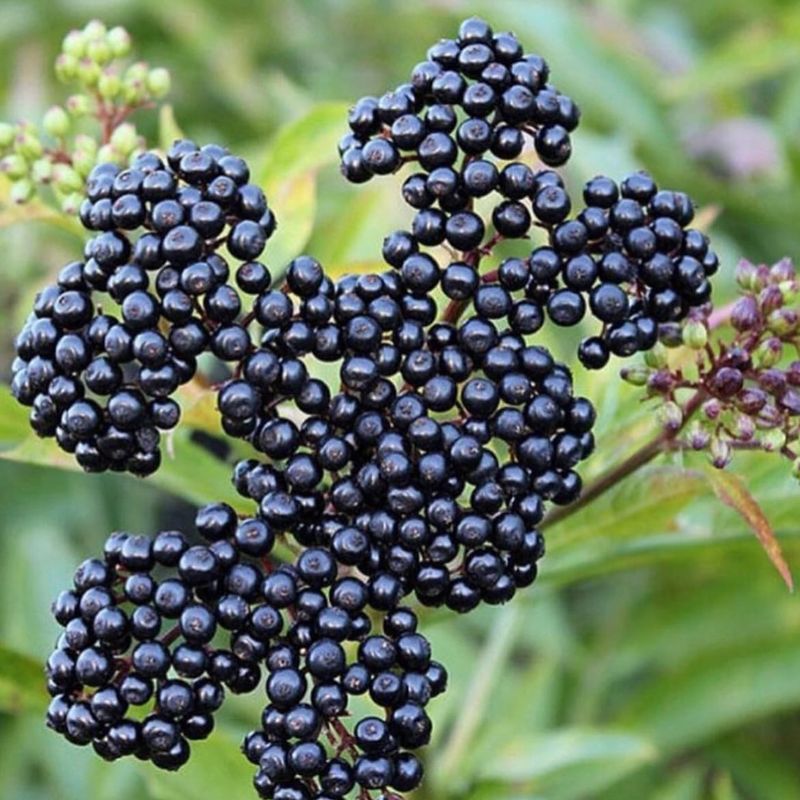 Elderberry (Sambucus canadensis)