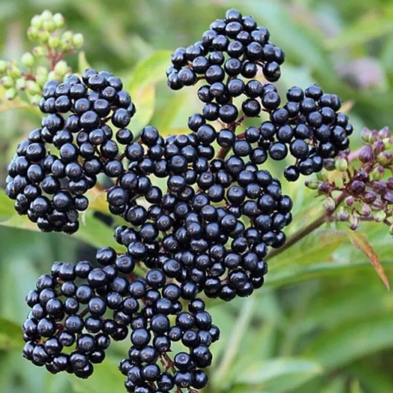 Elderberry (Sambucus canadensis)