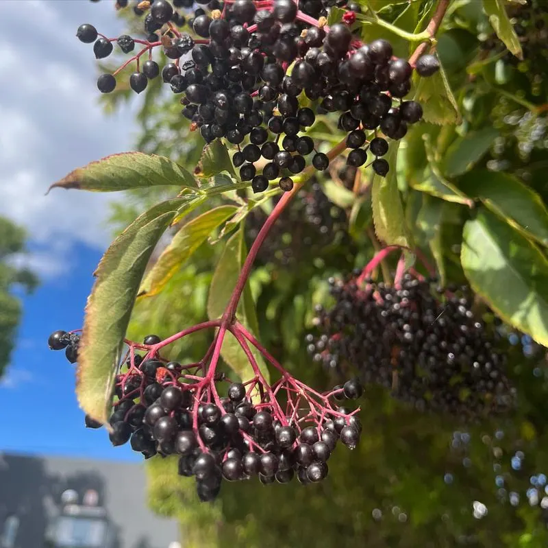 Elderberry