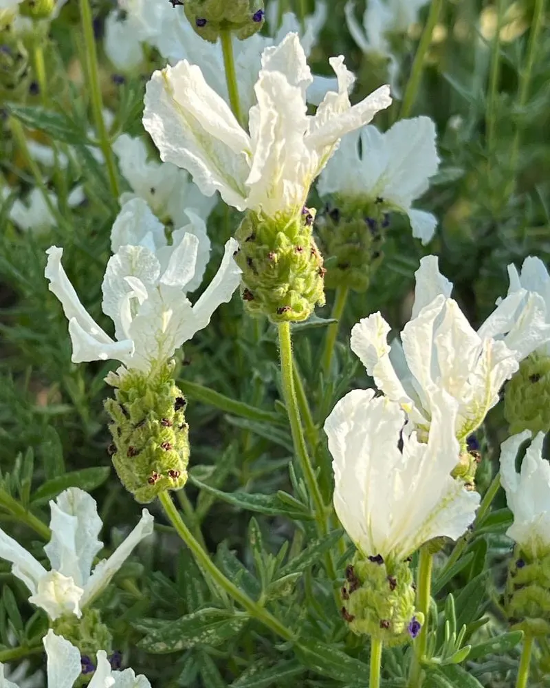 Elegant White Lavender