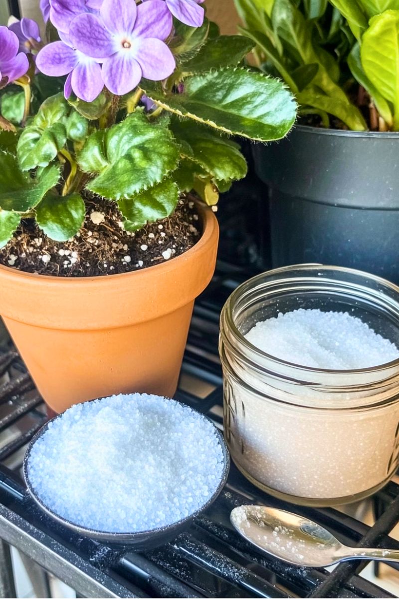 Epsom Salt for Plant Boost