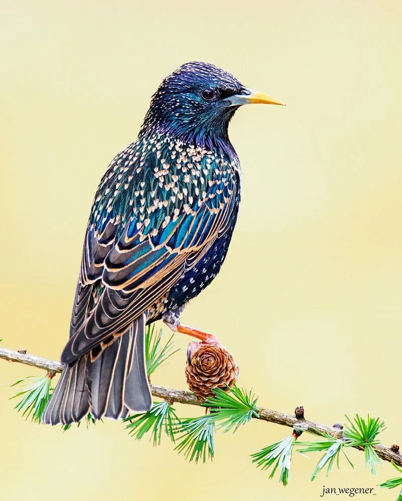 European Starling