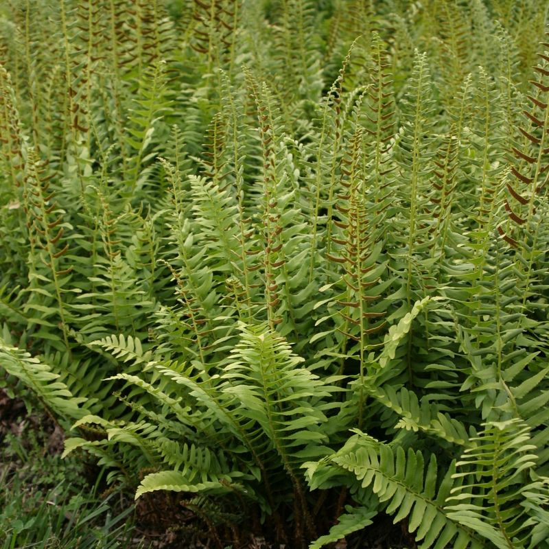 Evergreen Ferns