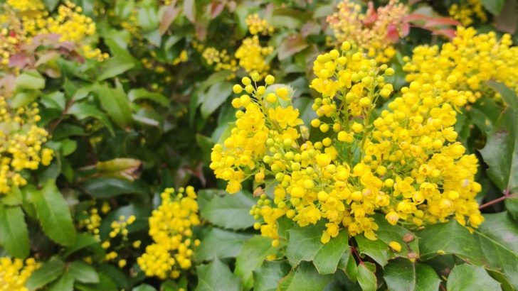 Evergreen Mahonia A Gorgeous Must-Have for Winter Gardens