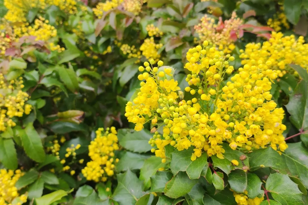 Evergreen Mahonia A Gorgeous Must-Have for Winter Gardens