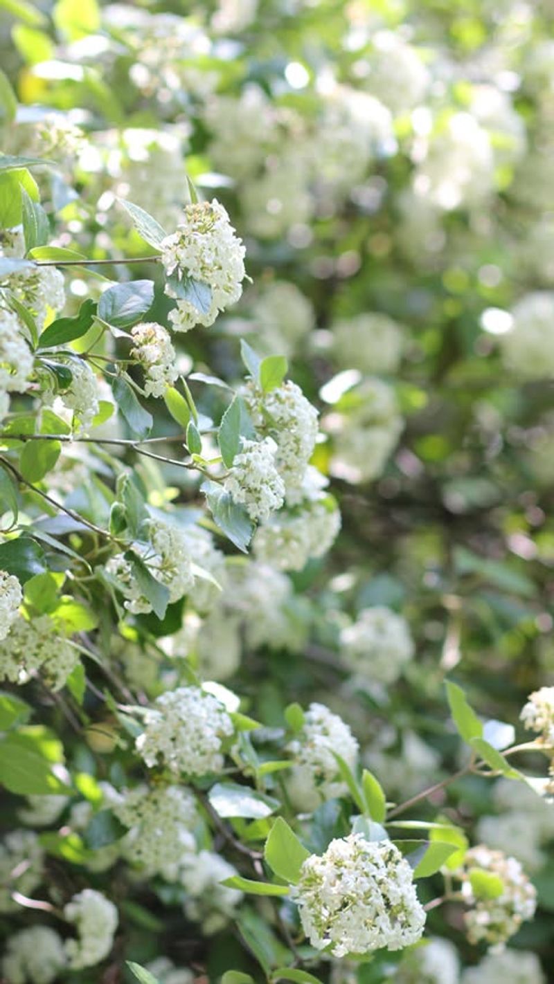 Evergreen Viburnum