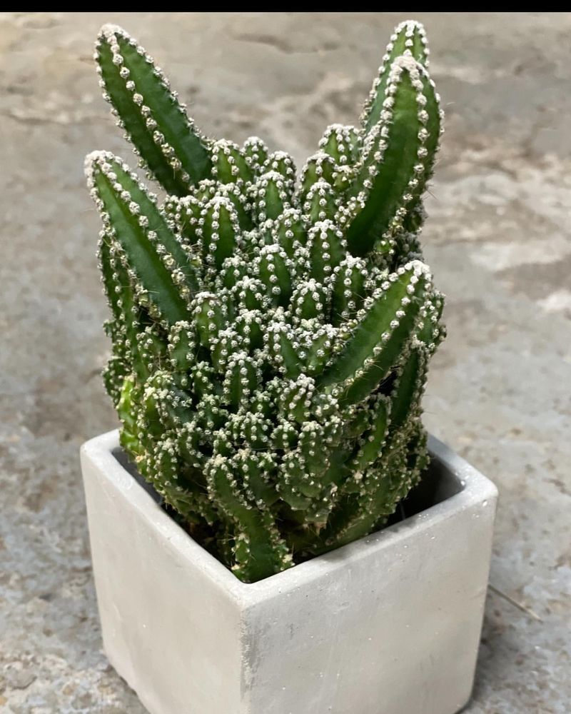 Fairy Castle Cactus (Acanthocereus tetragonus)