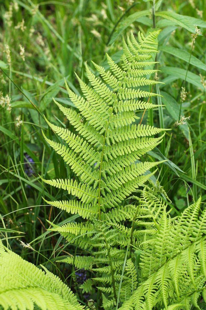 Ferns