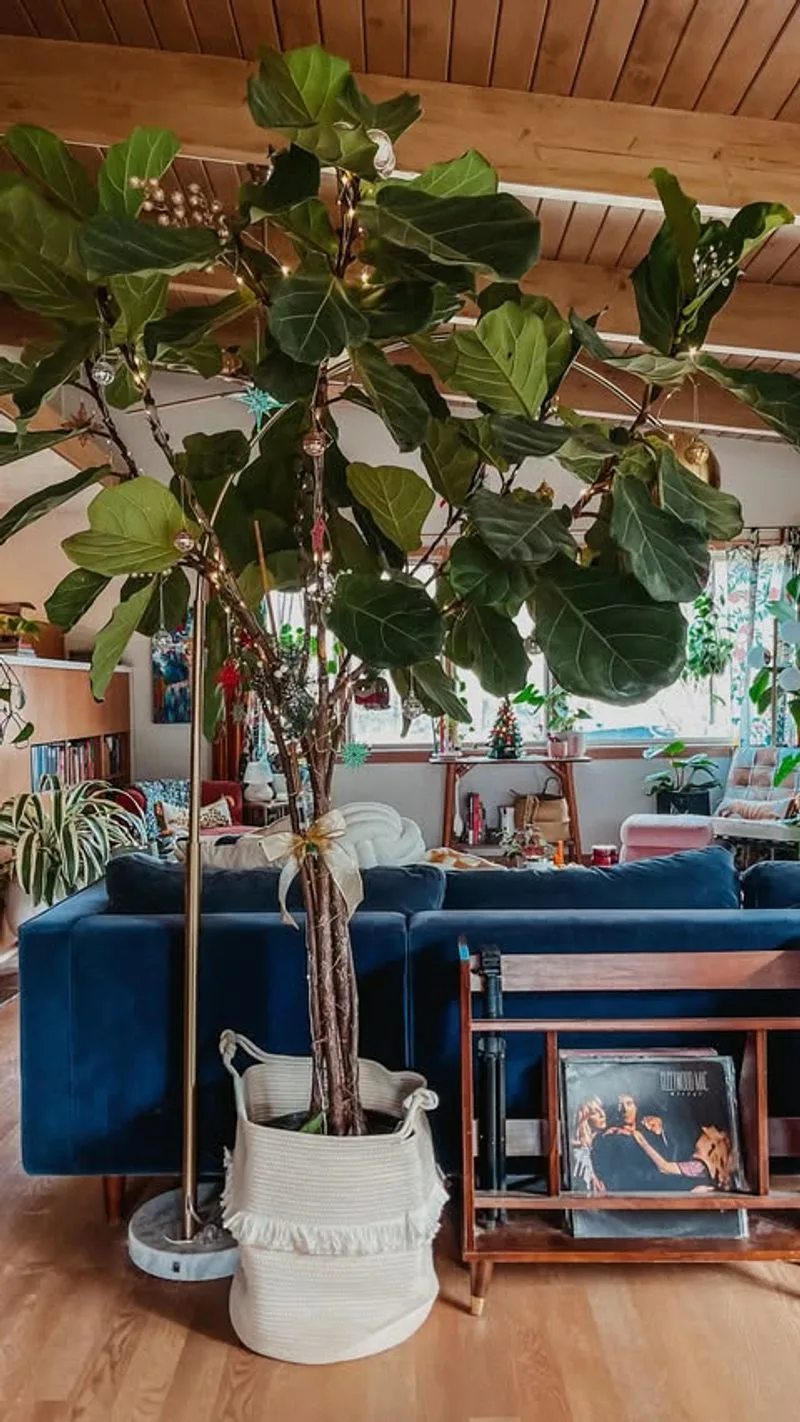 Fiddle Leaf Fig