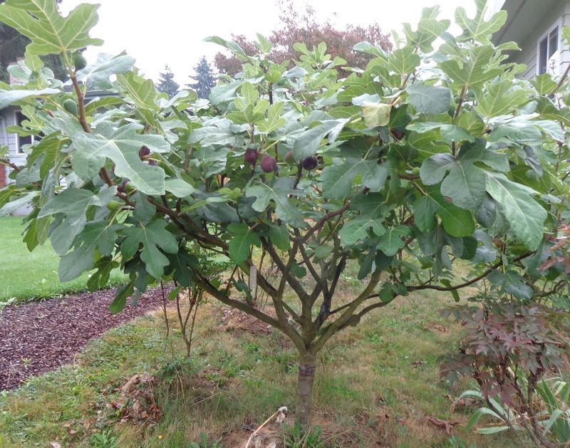 Fig Tree