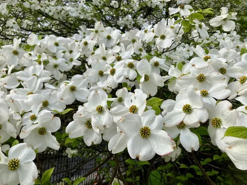 Flowering Dogwood