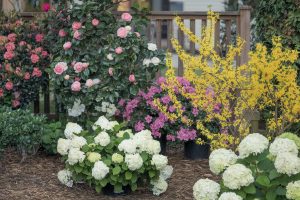 Flowering Shrubs That Will Make Your Landscape Shine