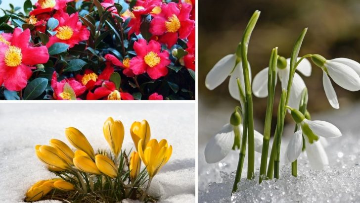 11 Forgotten Winter Flowers That Deserve a Spot in Your Garden