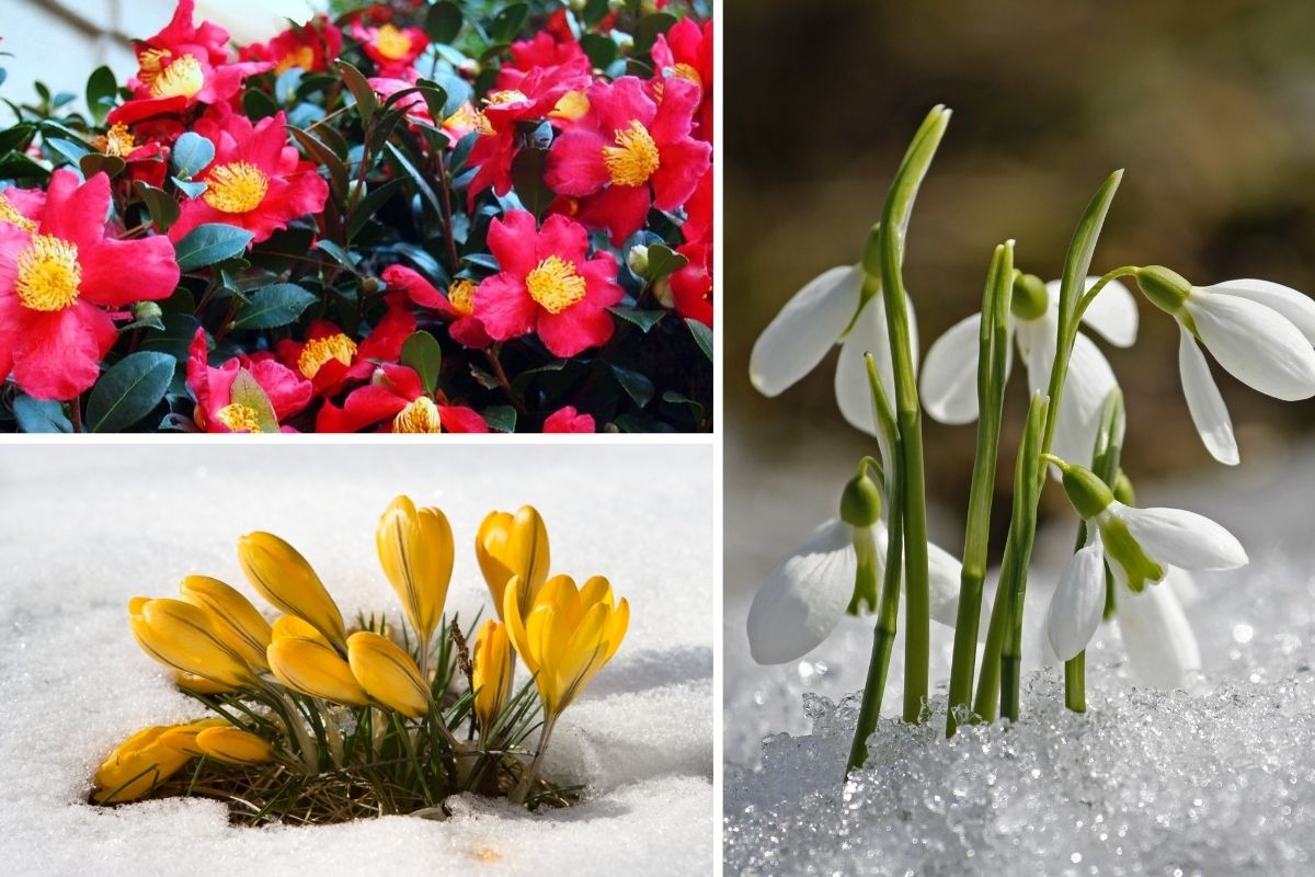 Forgotten Winter Flowers That Deserve a Spot in Your Garden