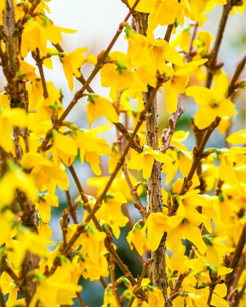 Forsythia