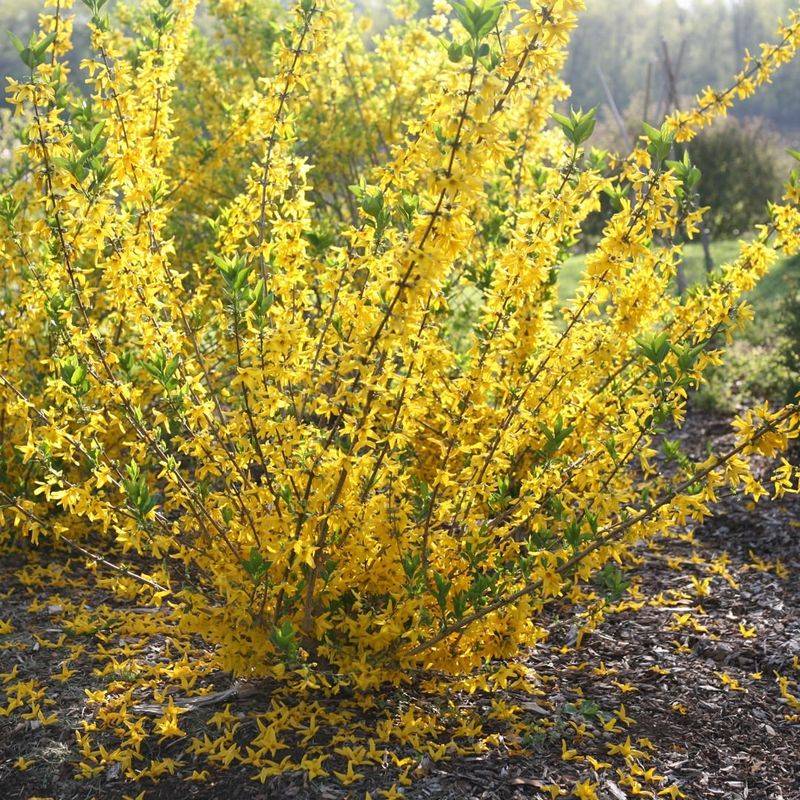 Forsythia