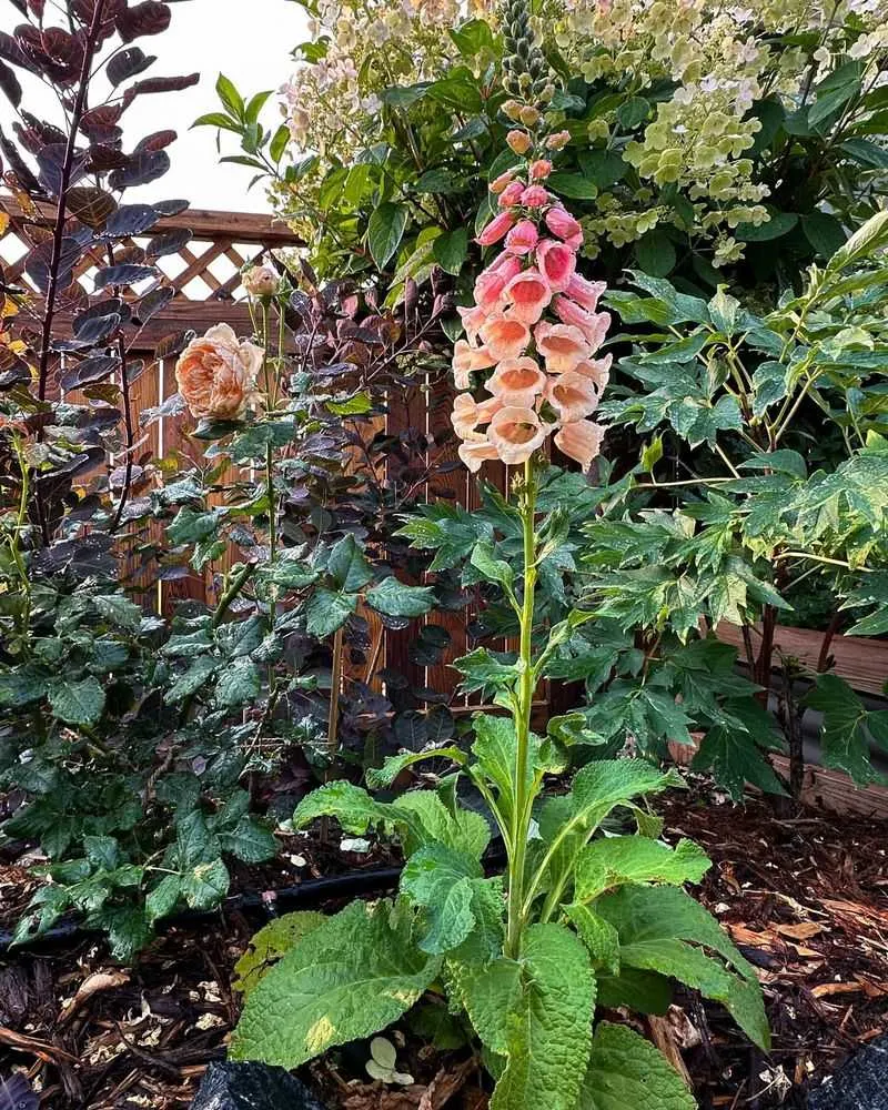 Foxglove