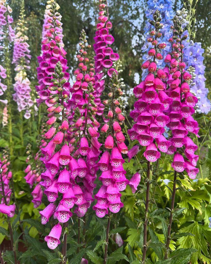 Foxglove