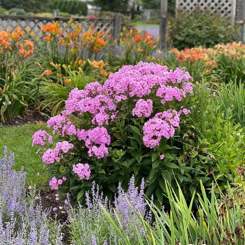 Garden Phlox