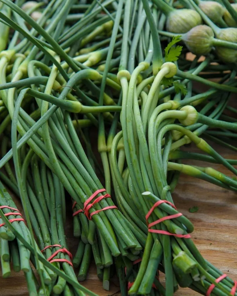 Garlic Sprouts