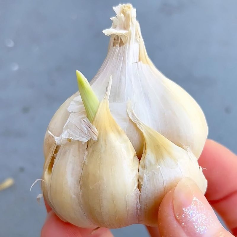 Garlic for Colds