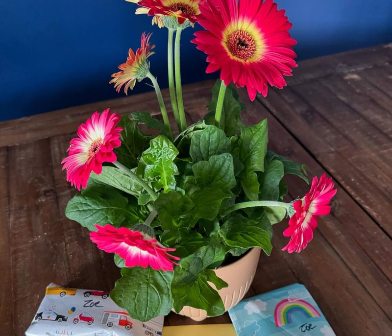 Gerbera Daisy