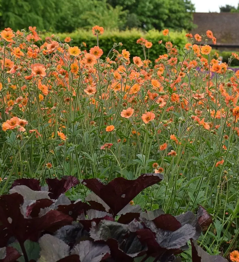 Geum 'Totally Tangerine'