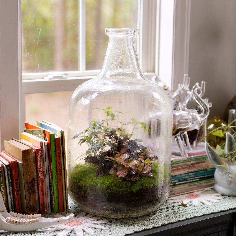 Glass Bottle Gardens