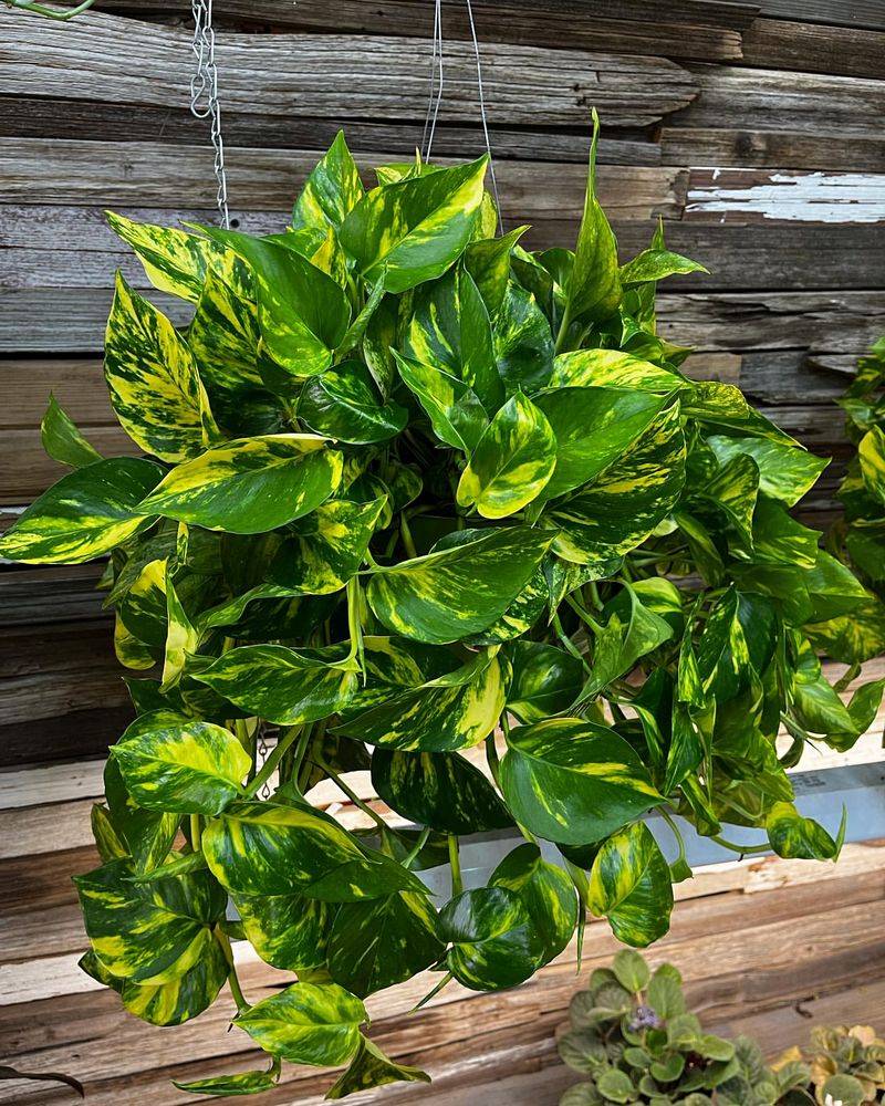 Golden Pothos