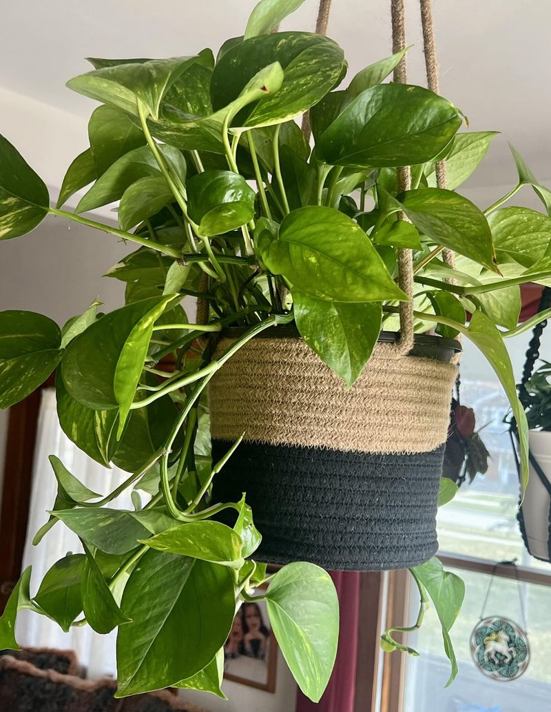 Golden Pothos