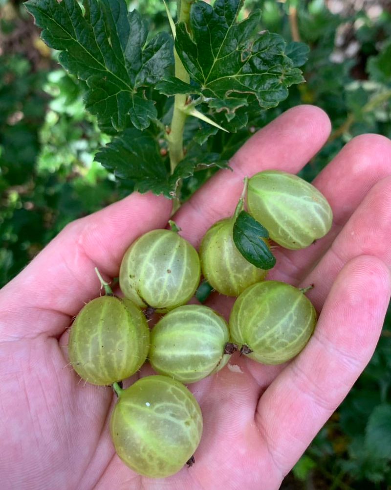 Gooseberry (Ribes uva-crispa)